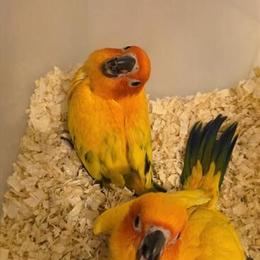 Young Indian Ringneck and Other Colorful Birds for Sale in Santa Ana, ca