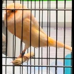 Top Quality Yorkshire and Other Birds for Sale in Santa Ana, ca