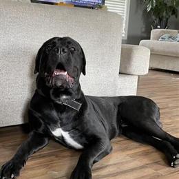 Cane Corso Stud Available in NC in Greensboro, nc