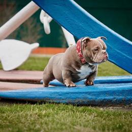 Lilac American Bully Stud Available for Breeding in Toledo, oh