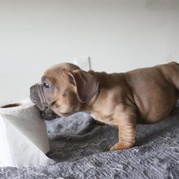 Micro Bullies for Adoption in Vancouver, wa