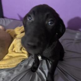 Labrador Retriever puppies for sale, both male in Saginaw, mi