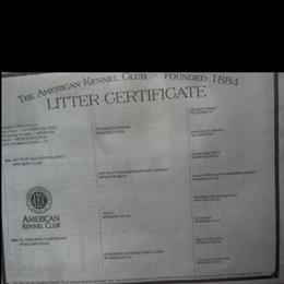 AKC Blue Female French Bulldog for Sale in Battle Creek, mi