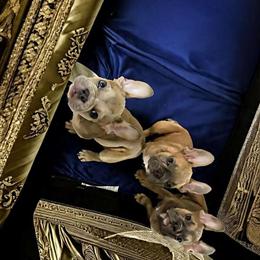 French Bulldog Puppies Available in Cincinnati, oh