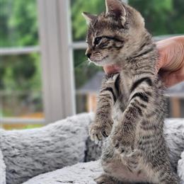 Kittens for Adoption in Ooltewah, tn