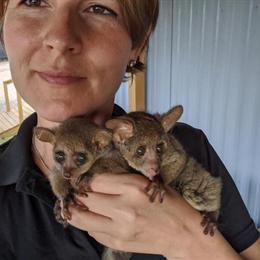 Bushbaby Baby Pet Ready for Adoption in New Braunfels, tx