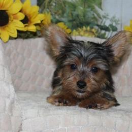 Yorkshire Terrier Puppies Available Now in Spring, tx