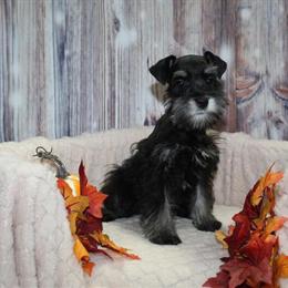 Mini Schnauzers Ready for Adoption in Spring, tx