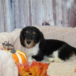 Dachshund Puppies Available for Adoption in Spring, tx