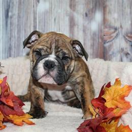 Male English Bulldog Puppies Available in Spring, tx