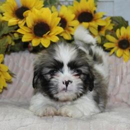 Shih Tzu Puppies Available in Texas in Spring, tx