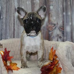 French Bulldog Puppies Ready for New Homes in Spring, tx