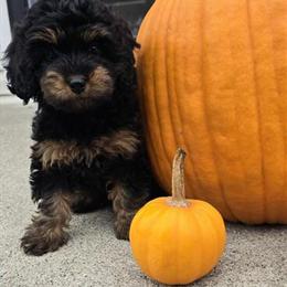 Female Mini Goldendoodle Available in Bowling Green, oh
