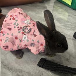 Polish Mini Rex Rabbit for Adoption in New York, ny
