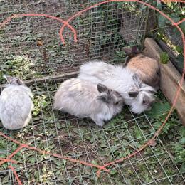 Lionhead Bunnies 3-5 Months Old for Adoption in New York, ny