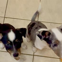 Aussie Jack Puppies for Adoption in Jacksonville, fl