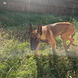 Belgian Malinois Puppies - 5 Months Old in Virginia Beach, va