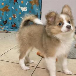 AussiePom Puppies Ready for Forever Homes in Jacksonville, fl