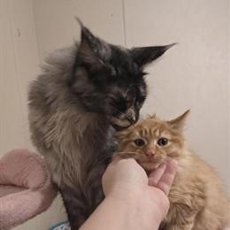 Maine Coon Mix Male Kitten - Reduced Fee in Salem, va