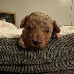Cavapoo Puppies Ready for Christmas in Terre Haute, in