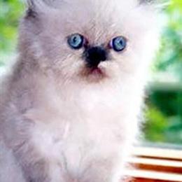 Persian Kittens for Sale in Brooklyn, NY in Brooklyn, ny