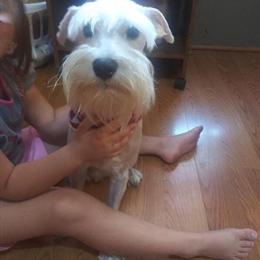 White Schnauzer Looking for a New Home in Youngstown, oh