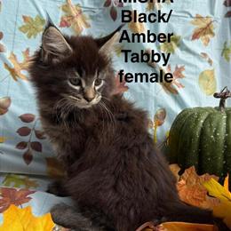 Maine Coon Kitten 'MISHA' - Female Black/Amber Tabby, TICA Registered in Bethlehem, pa