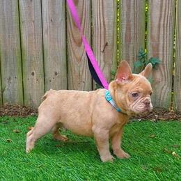 French Bulldog Pups - Isabella Fawn Merle and Isabella Tri in Tyler, tx