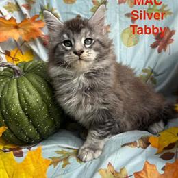 Maine Coon Kitten 'MAC' - Male Blue/Silver Tabby, TICA Registered in Bethlehem, pa
