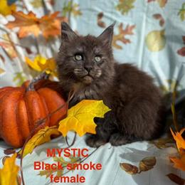 Maine Coon Kitten 'MYSTIC' - Female Black Smoke, TICA Registered in Bethlehem, pa