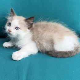 Male Seal Mink Bicolor Ragdoll Kitten - TICA Registered in Bethlehem, pa
