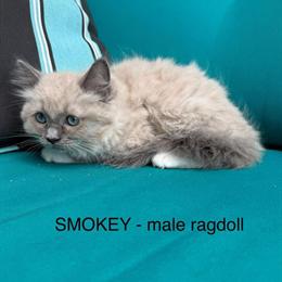 Ragdoll Kitten Smokey - Male Blue Mitted Mink, TICA Registered in Bethlehem, pa