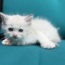 Male Lilac Ragdoll Kitten 'Sebastian' - TICA Registered in Bethlehem, pa