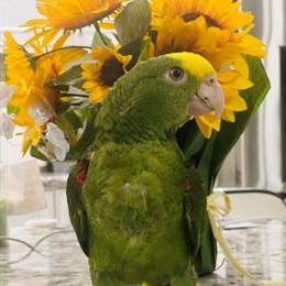 Male Double Yellow Headed Amazon Baby Ready for New Home in Schaumburg, il