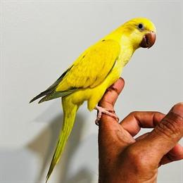 Handfed Green Crossover Quaker Baby for Sale in Schaumburg, il