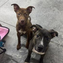 Brother and sister puppies looking for a good home in Columbus, oh