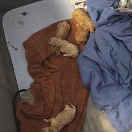 Mini Labradoodle Puppies Ready for Forever Homes in Jacksonville, fl