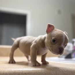 Exotic Bullies - 3 Months Old, Ready for Forever Homes in Altamonte Springs, fl