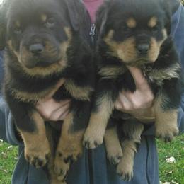 AKC Rottweiler Puppies Available in April in Jackson, mi