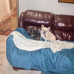 French Bulldog Female - Beautiful and Vaccinated in Columbia, sc