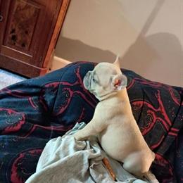 French Bulldogs for Adoption in Columbia, sc