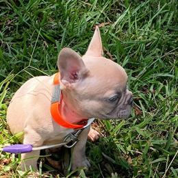 French Bulldogs for Adoption in Columbia, sc