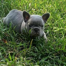 French Bulldogs for Sale in Columbia, sc
