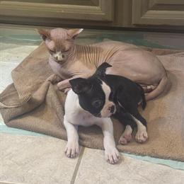 Female Boston Terrier Puppy Looking for a Good Home in Decatur, mi