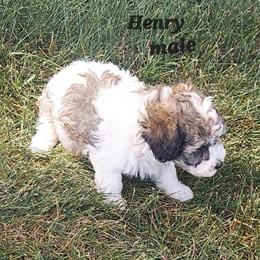 Teddy Bear Puppies Ready for New Homes in Detroit, mi