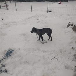 Catahoula/Pit Mix Needs New Home in Mancelona, mi