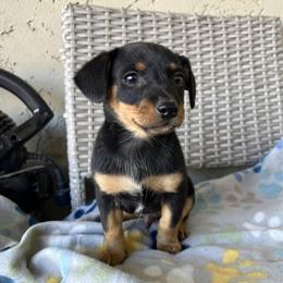 Dachshund Puppy Ready for a New Home in Phoenix, az