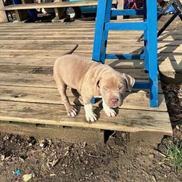 Bully Staffordshire Bull Terrier Puppies for Sale in Cincinnati, oh