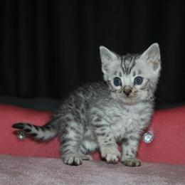 Silver Bengal Female Kitten Available for Adoption in Baldwin, mi