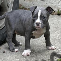 American Bully Puppies for Adoption in Greensboro, nc